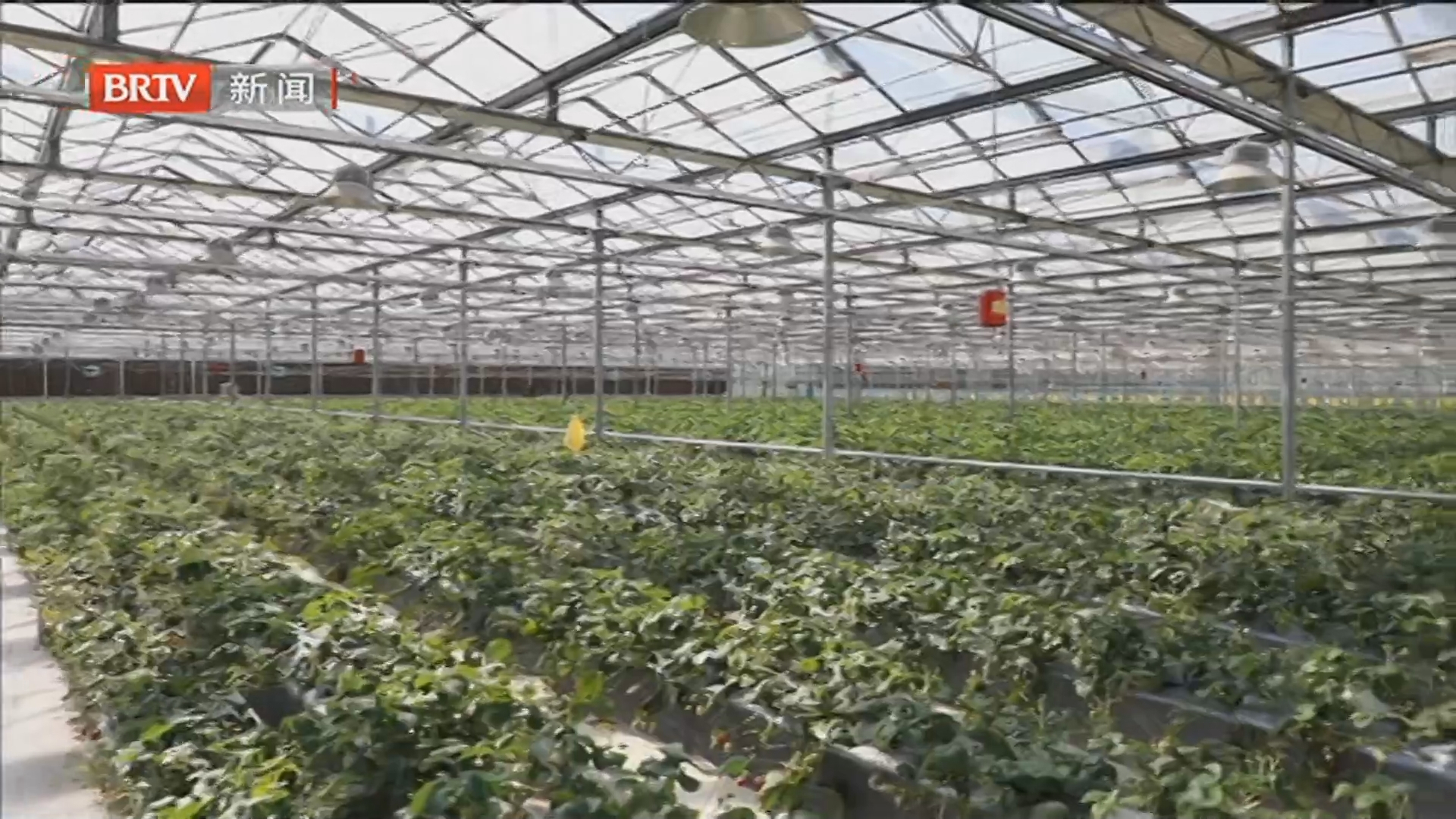 《美丽北京》20260221春节生态环保游 打卡朝来农艺园 《美丽北京》20260221春节生态环保游 打卡朝来农艺园