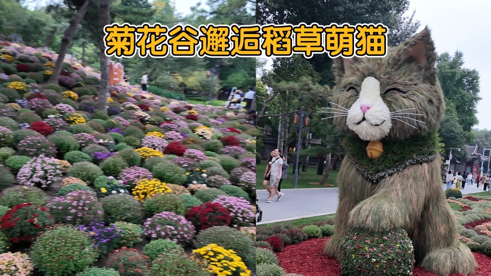 菊花谷邂逅微笑稻草猫 菊花谷邂逅微笑稻草猫