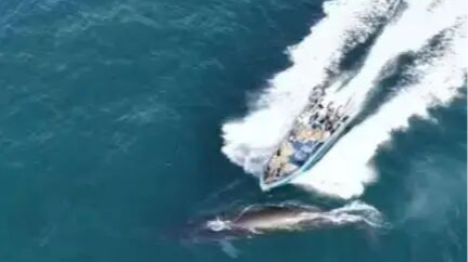 人民网评:请与涠洲岛的鲸鱼保持“社交距离” 人民网评:请与涠洲岛的鲸鱼保持“社交距离”