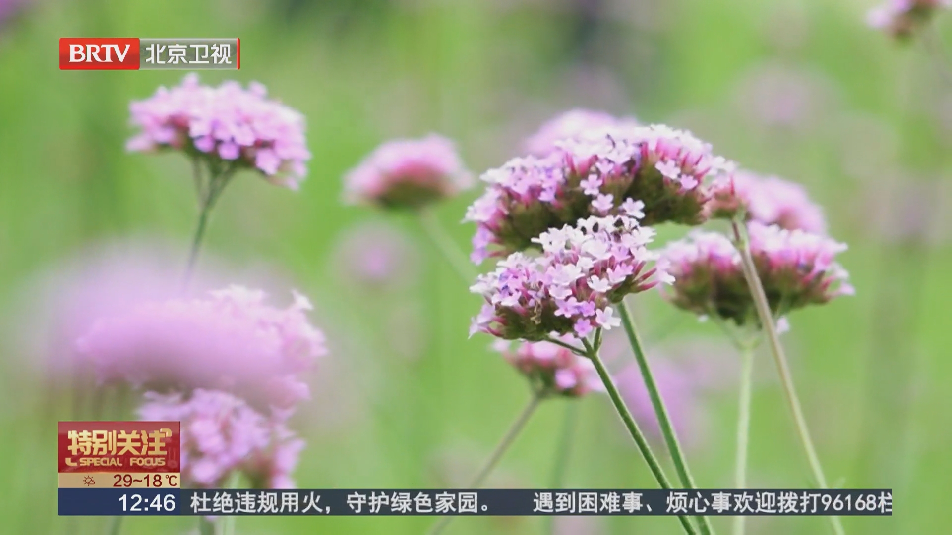 奥北森林公园马鞭草花海如梦似幻 解锁夏日最“治愈”美景