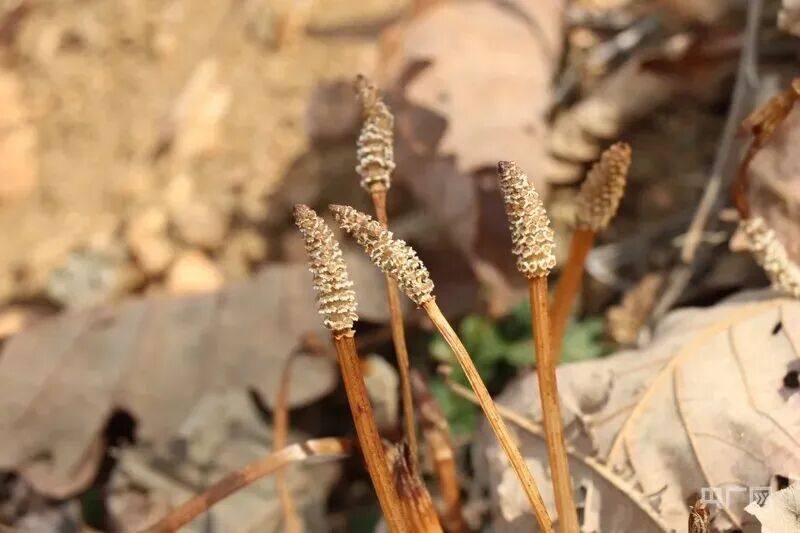 大连8岁男孩爬山发现金矿线索！后续来了