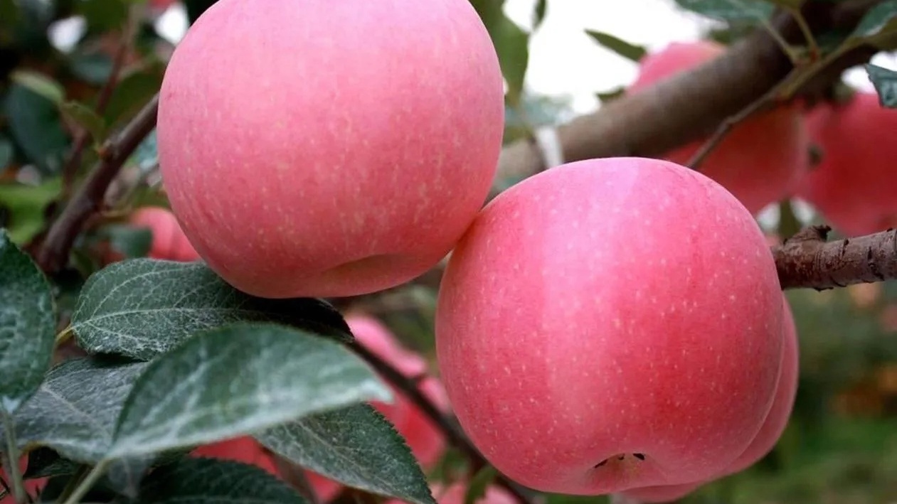个大、汁多、肉甜,昌平苹果迎来最佳采摘期 个大、汁多、肉甜,昌平苹果迎来最佳采摘期