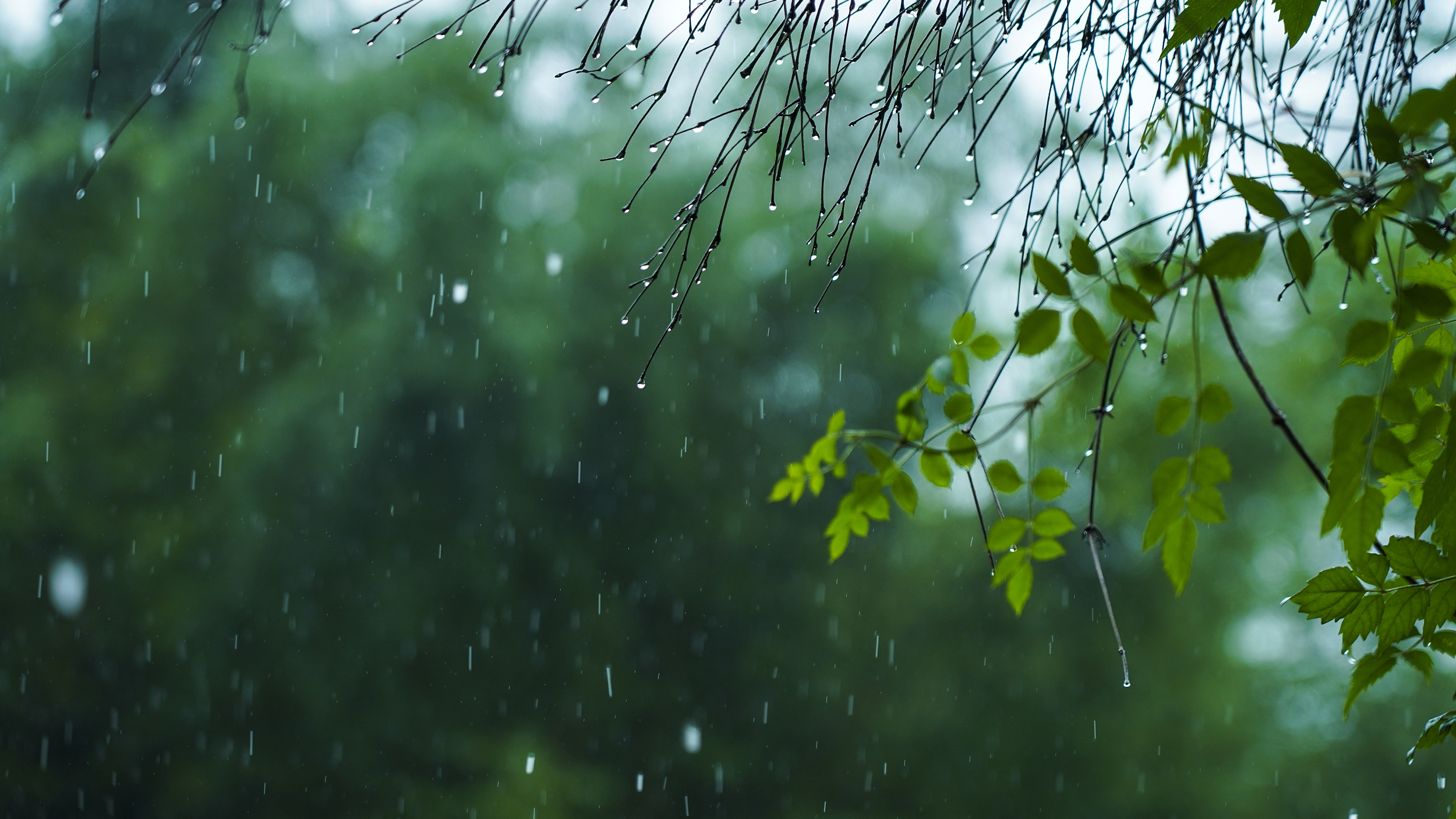 春雨入京！午后至夜间雨势明显，晚高峰需注意