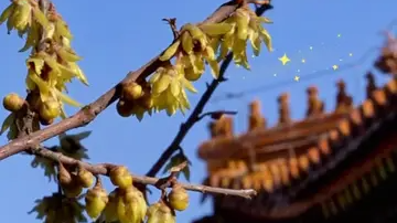 北京古建筑里，花都开好了，来北海公园赴860年春景之约！