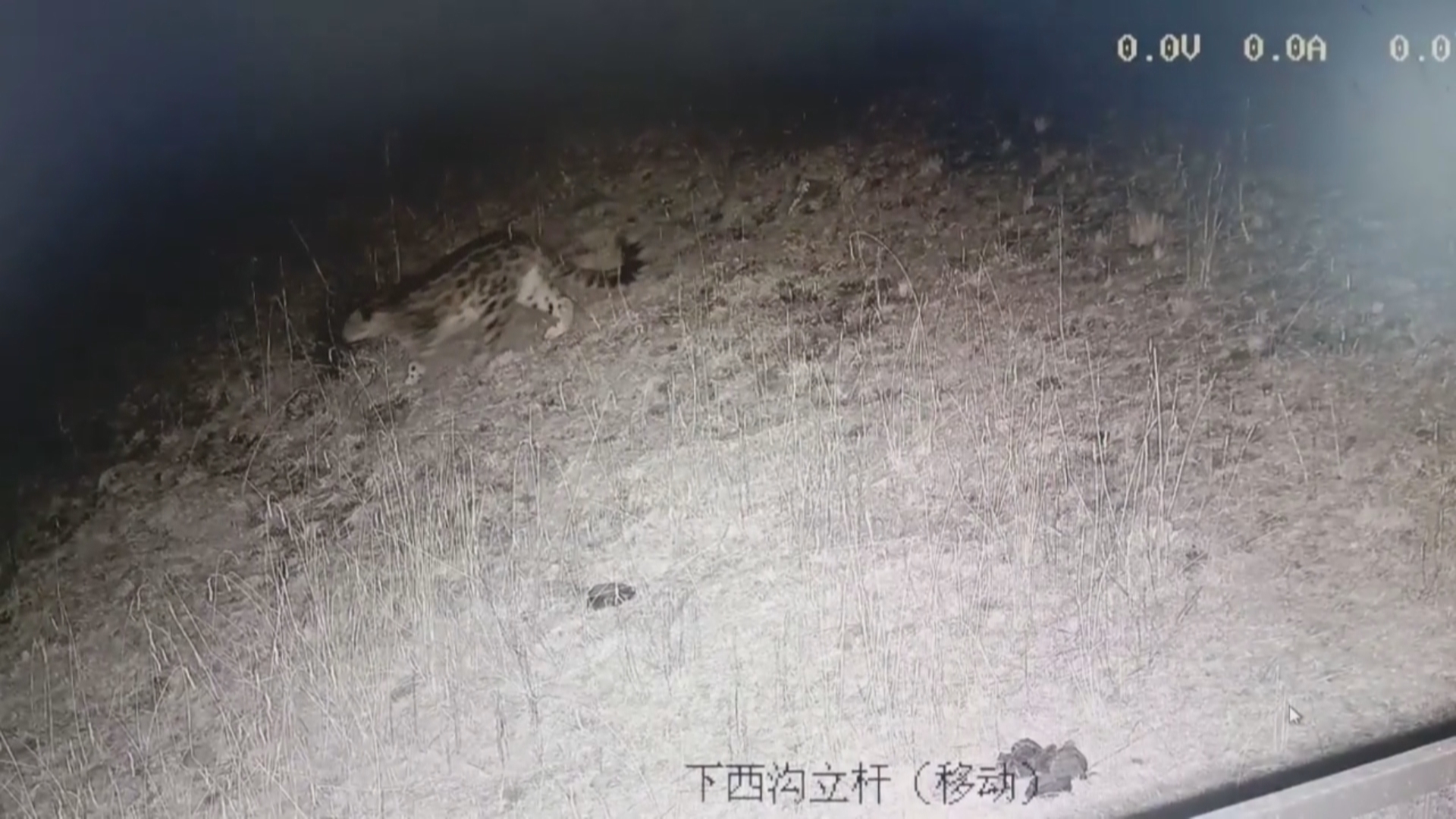 “雪山之王”雪豹一家四口“夜巡”祁连山 “雪山之王”雪豹一家四口“夜巡”祁连山