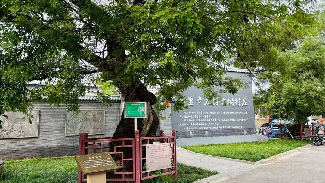 双槐立百年：山里辛庄的历史年轮与红色印记