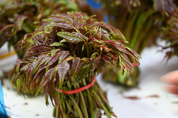 春季尝鲜正当时 这八种美味时令“芽菜”你吃过没