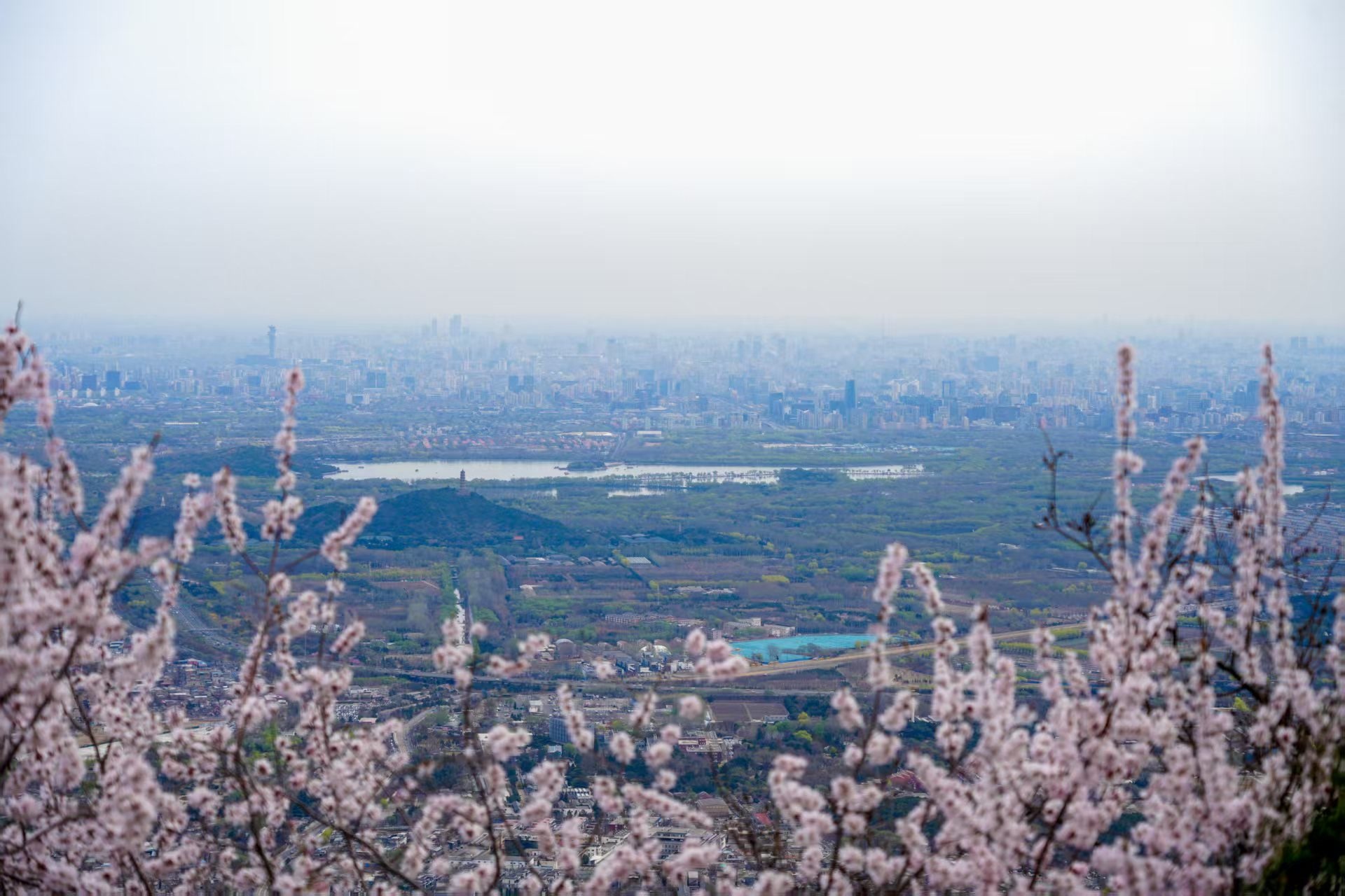 望春山,上香山!香山公园推出三条亲子赏花路线 望春山,上香山!香山公园推出三条亲子赏花路线