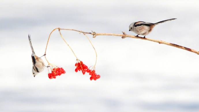 现实版花鸟图真是赏心悦目 现实版花鸟图真是赏心悦目