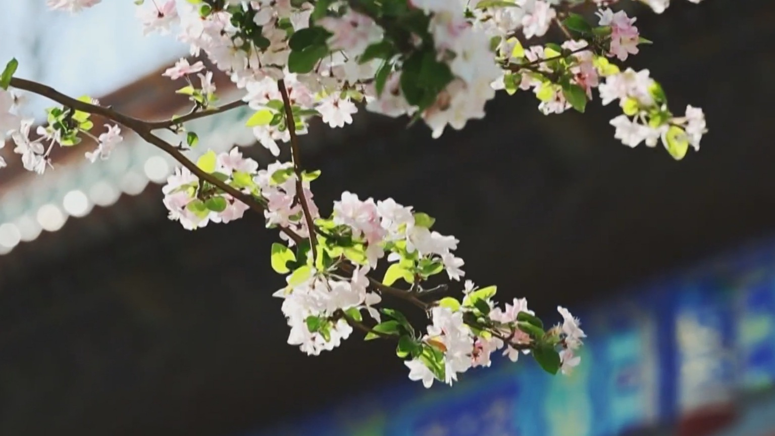 来北海公园看海棠花与红墙绿瓦构成的春日画卷