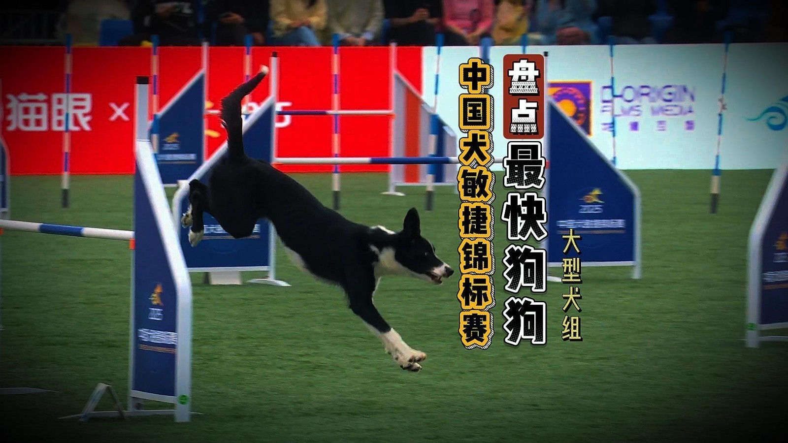盘点赛事最快狗狗·大型犬组
