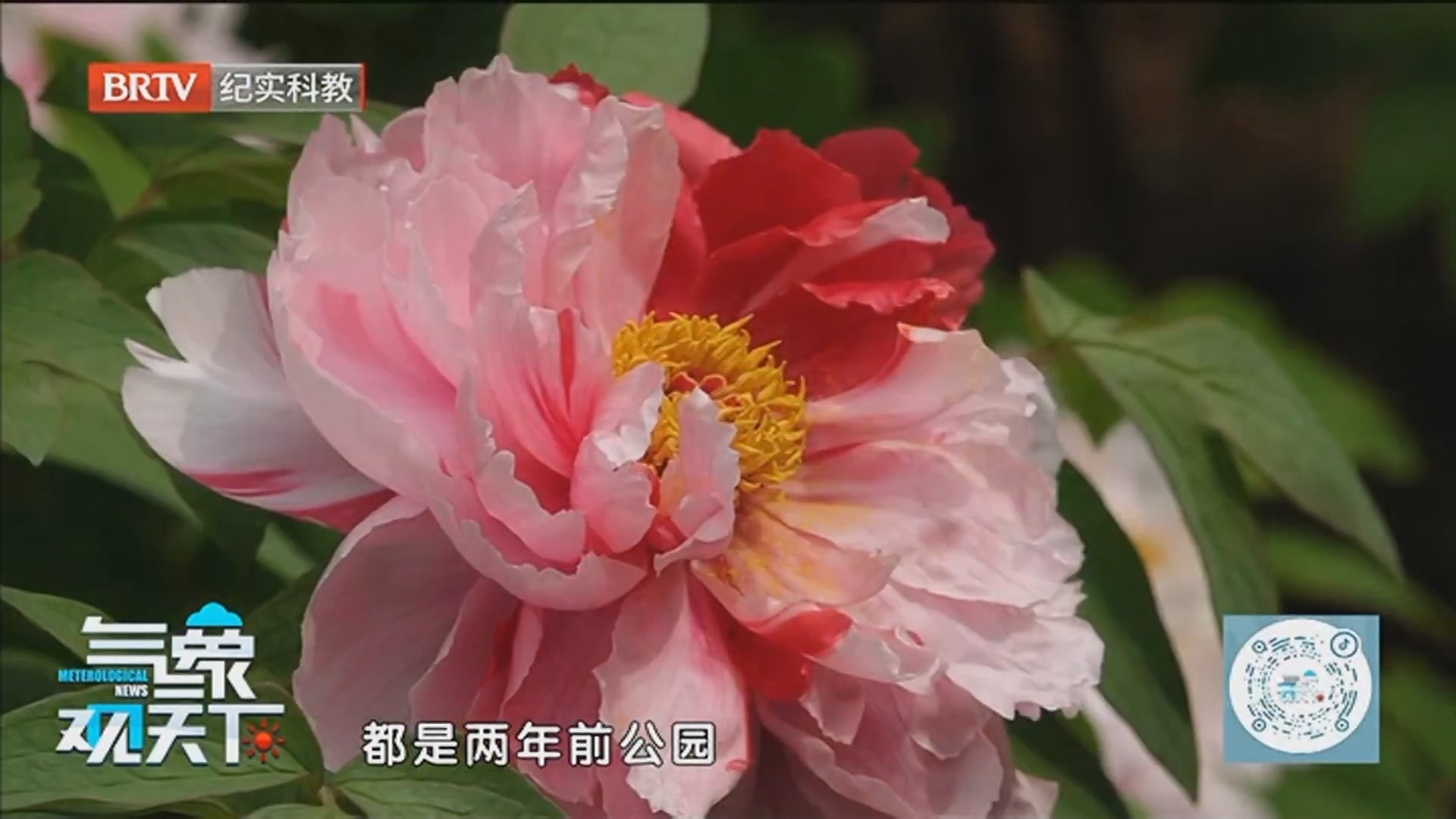 《气象观天下》20250504赏花海逛市集 解锁城市春游新玩法