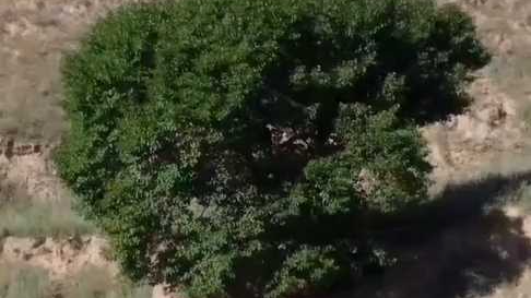 植树节看一棵树的四季丝滑“变装”