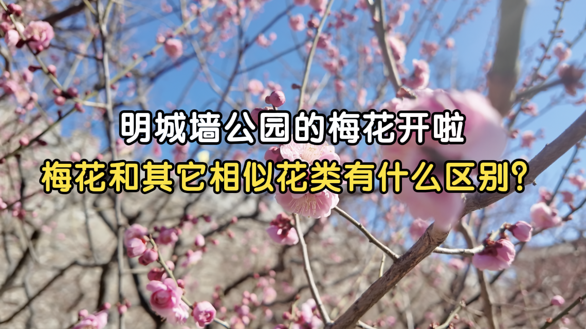 明城墙公园的梅花开啦！梅花和其它相似花类有什么区别？