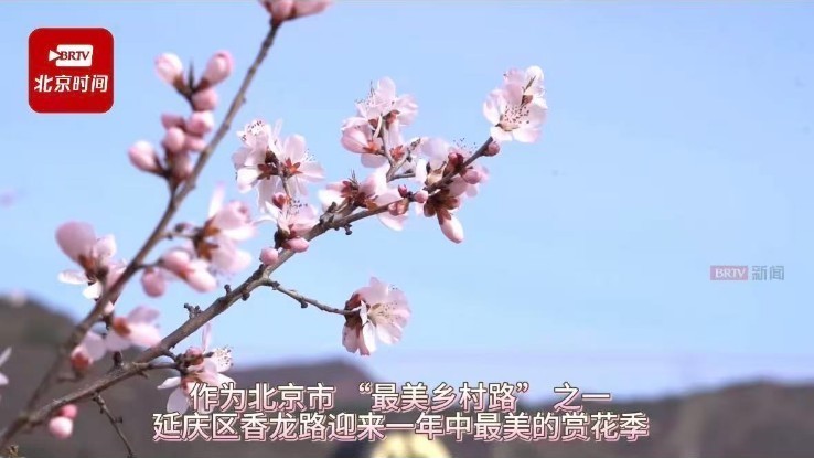 延庆区香龙路春日美景迎客来