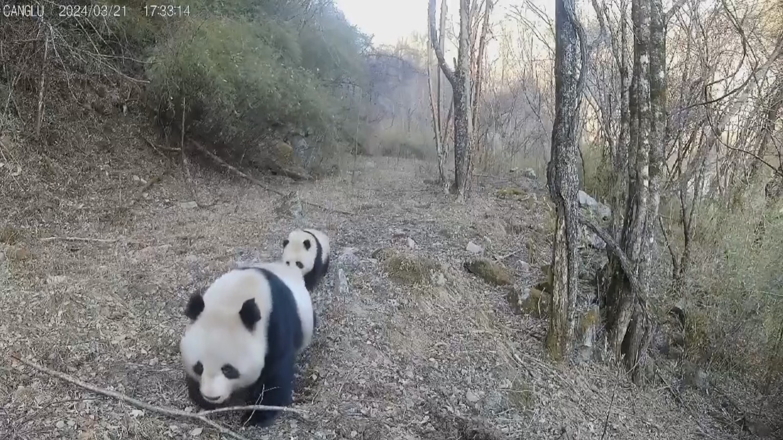 打卡陕西 遇见“秦岭四宝” 打卡陕西 遇见“秦岭四宝”