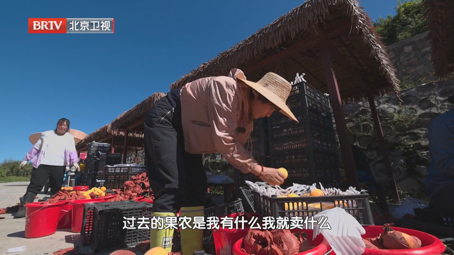 以市场定种植，岳巧云先行试种，帮果农少担风险