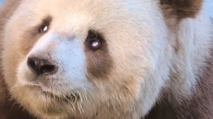 熊猫七仔“护眼达人”上线,快来围观七仔的“眼保健操”! 熊猫七仔“护眼达人”上线,快来围观七仔的“眼保健操”!