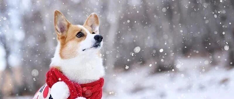 北京将迎小雪！首都机场发布提示