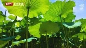 #荷叶在微风中摇曳氛围感拉满#