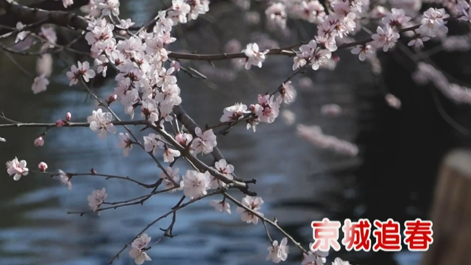 京城追春丨赏花胜景地带来春日美景