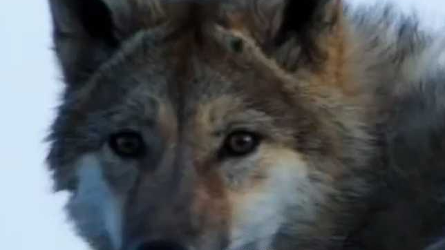 格林十五年前除夕回归狼群 《重返·狼群》明日重映! 李微漪回应 格林十五年前除夕回归狼群 《重返·狼群》明日重映! 李微漪回应