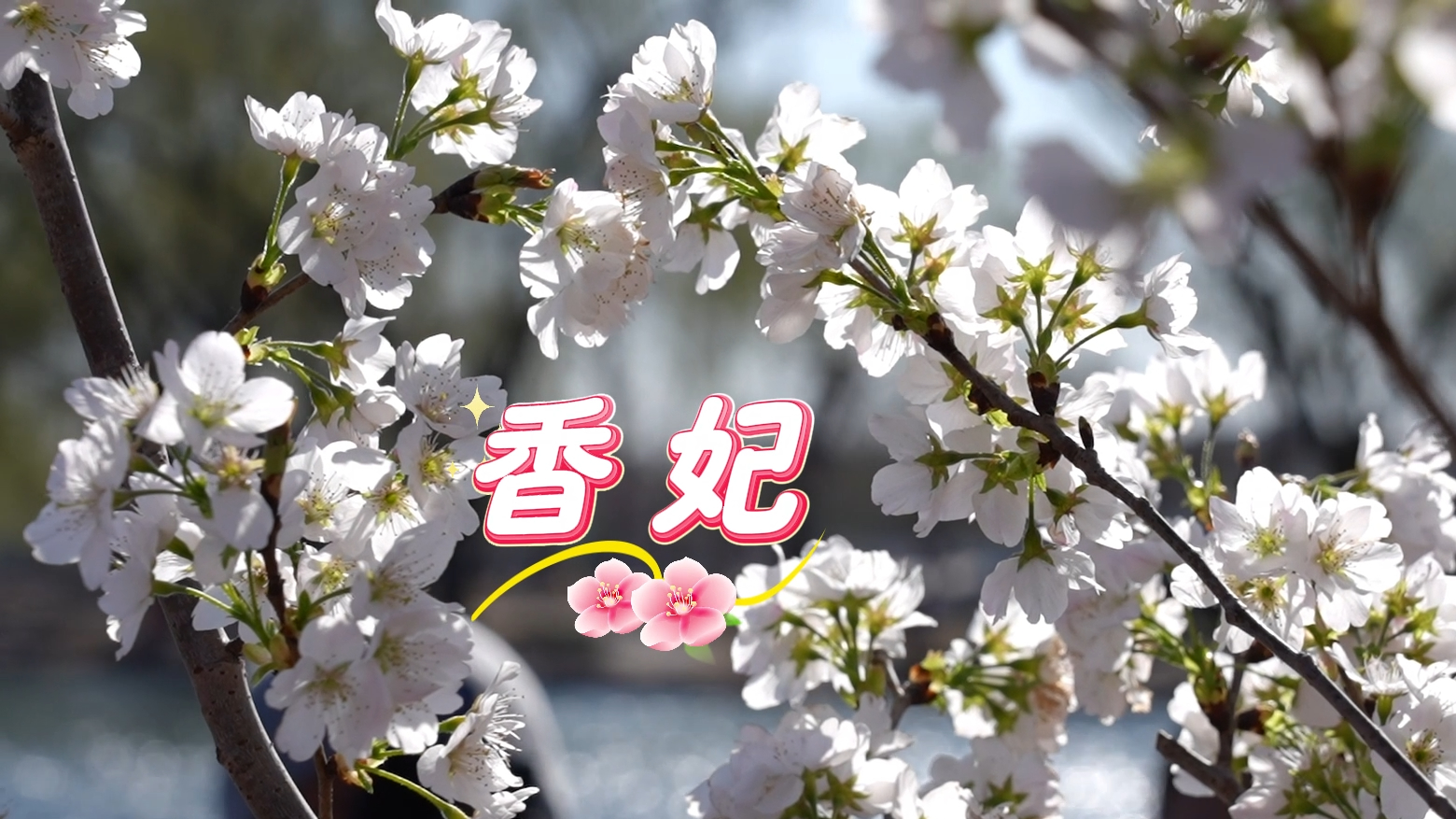 北京赏樱天花板更新!“香妃”凭实力出圈,香味颜值双杀 北京赏樱天花板更新!“香妃”凭实力出圈,香味颜值双杀