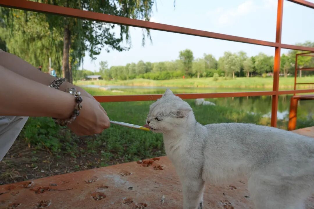 双节假期，大兴“猫猫岛”约你岛上见！