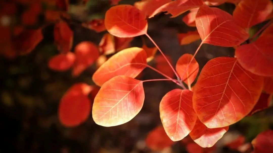 “文化悦动 大美房山”黄山店民宿老街文化市集拉开帷幕