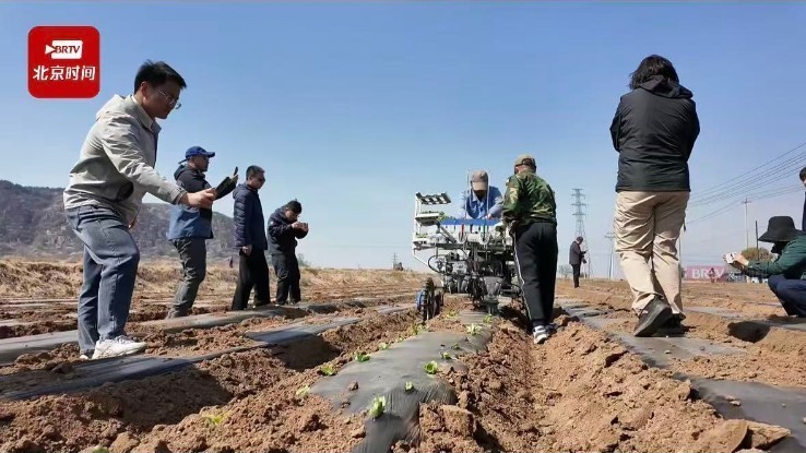 延庆区露地生菜种植迈入全程机械化 延庆区露地生菜种植迈入全程机械化