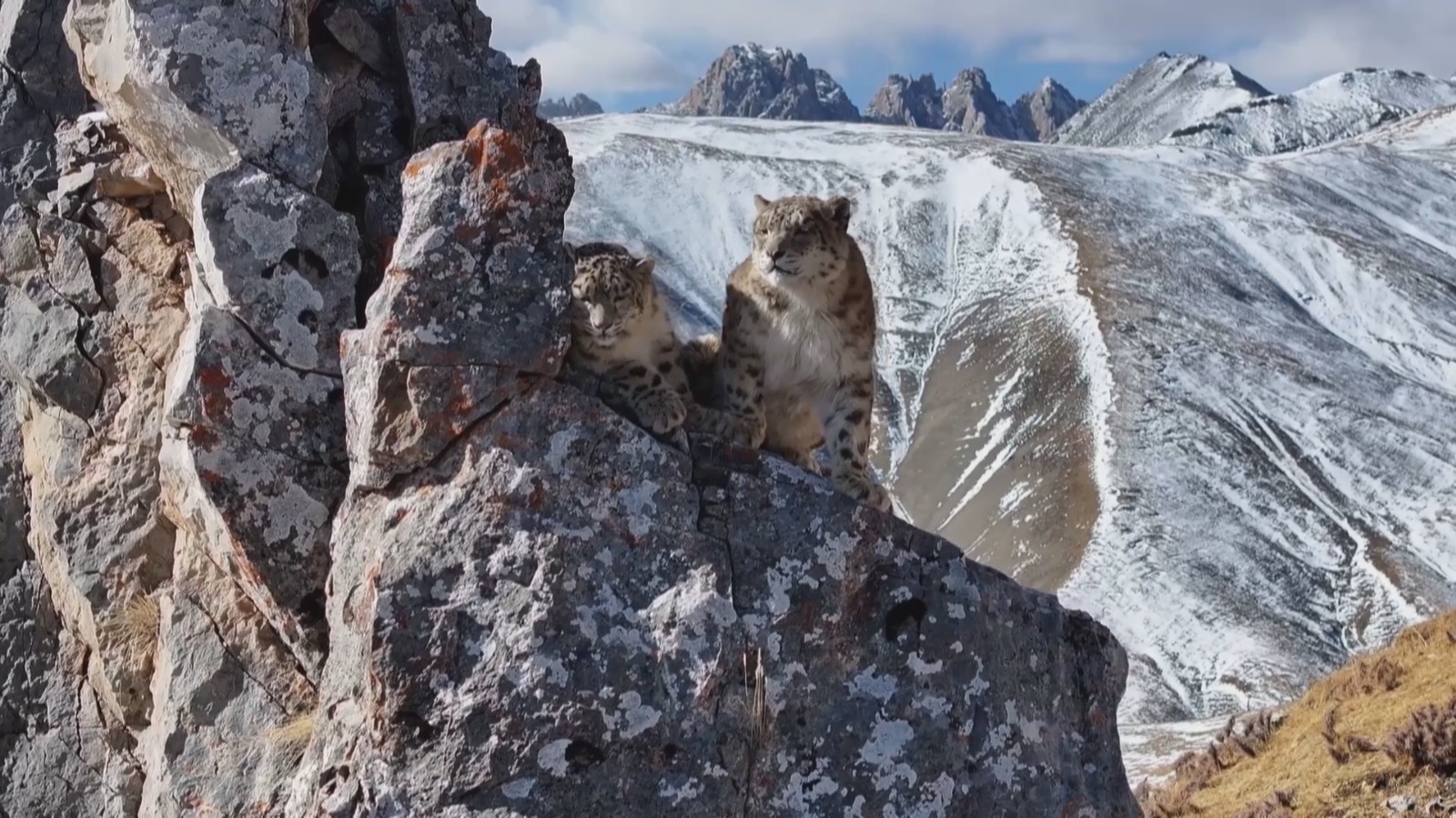 雪豹之乡捕捉到两只雪豹珍贵高清影像