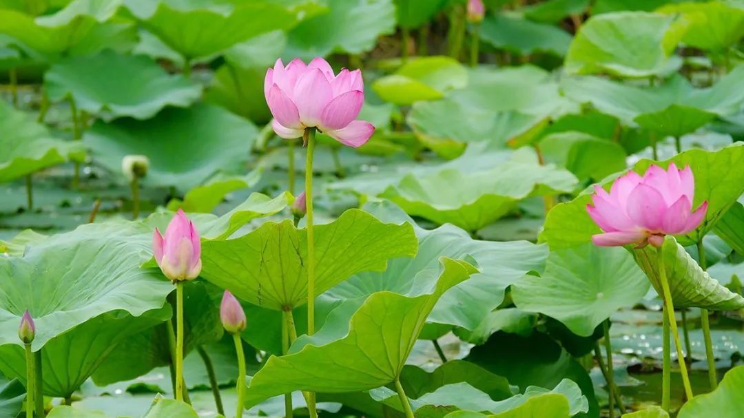 看→顺义的夏日浪漫，小荷已露尖尖角