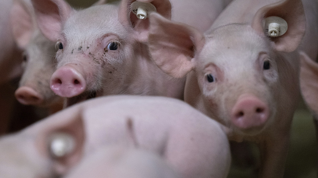 韩国发布非洲猪瘟“严重”级预警