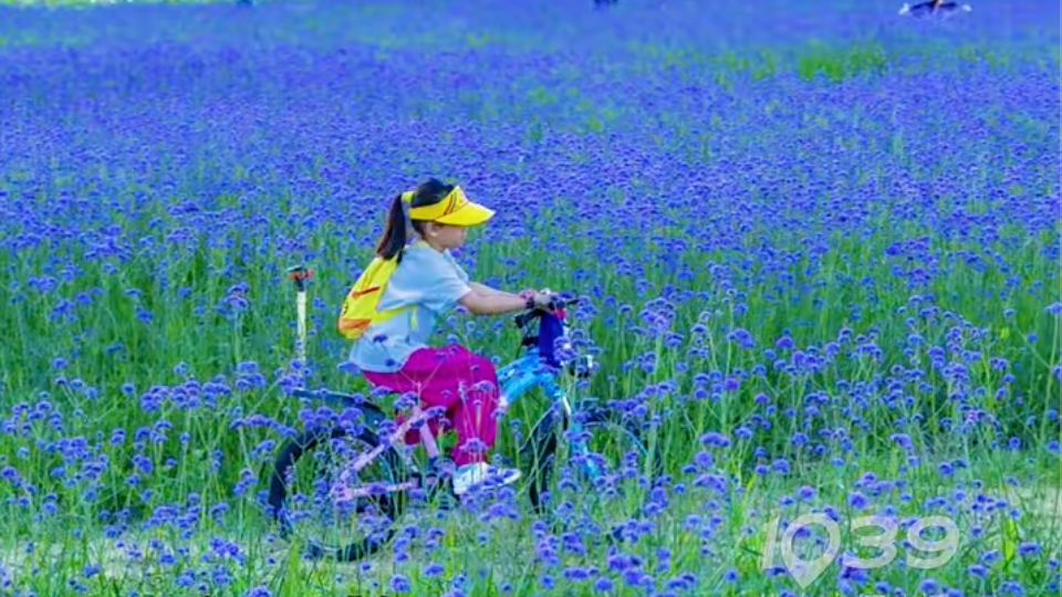 北京花海持续“在线”，城市副中心“治愈系花海”在社交平台悄然走红！