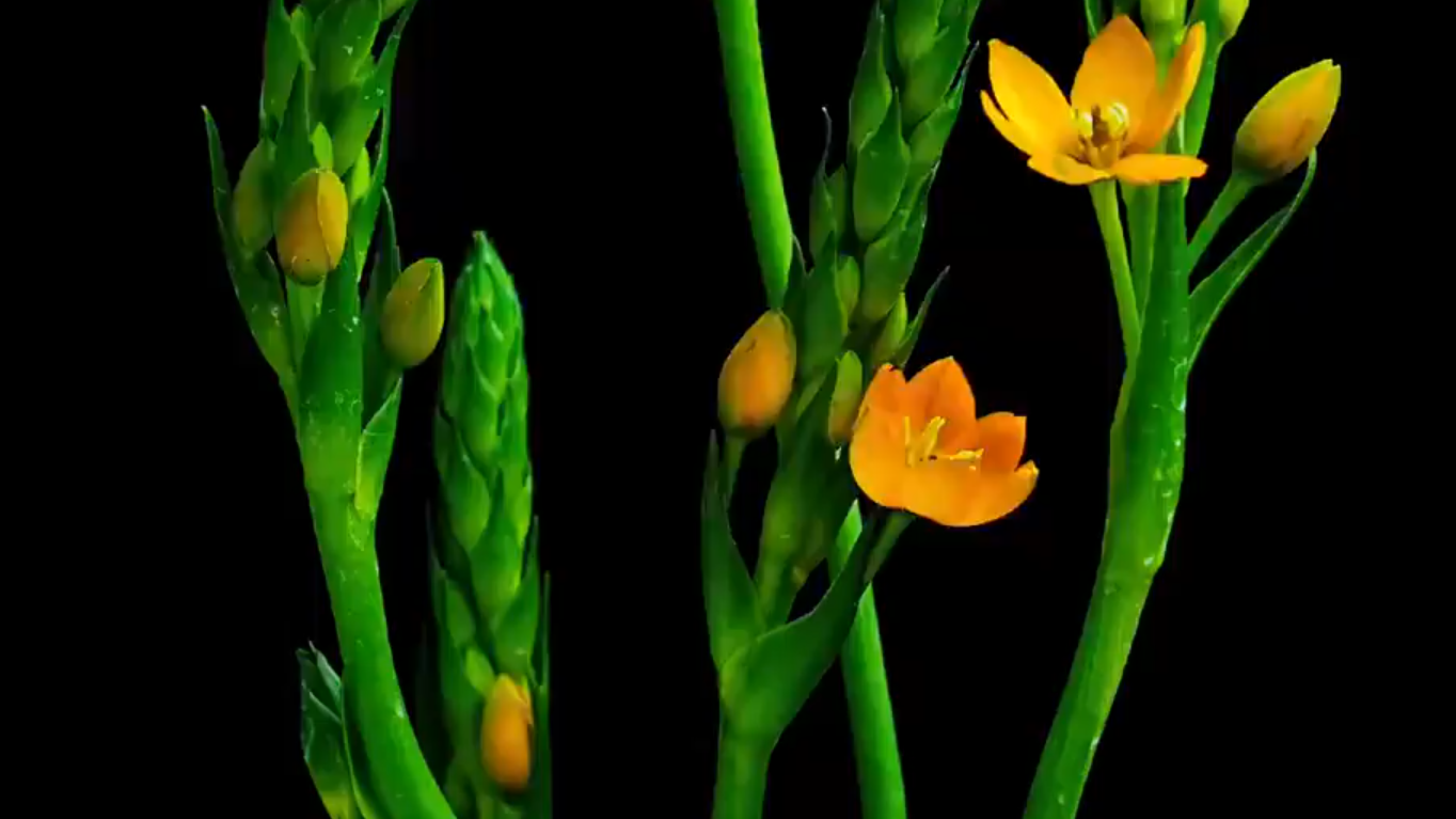 治愈！延时摄影看圣心百合花开