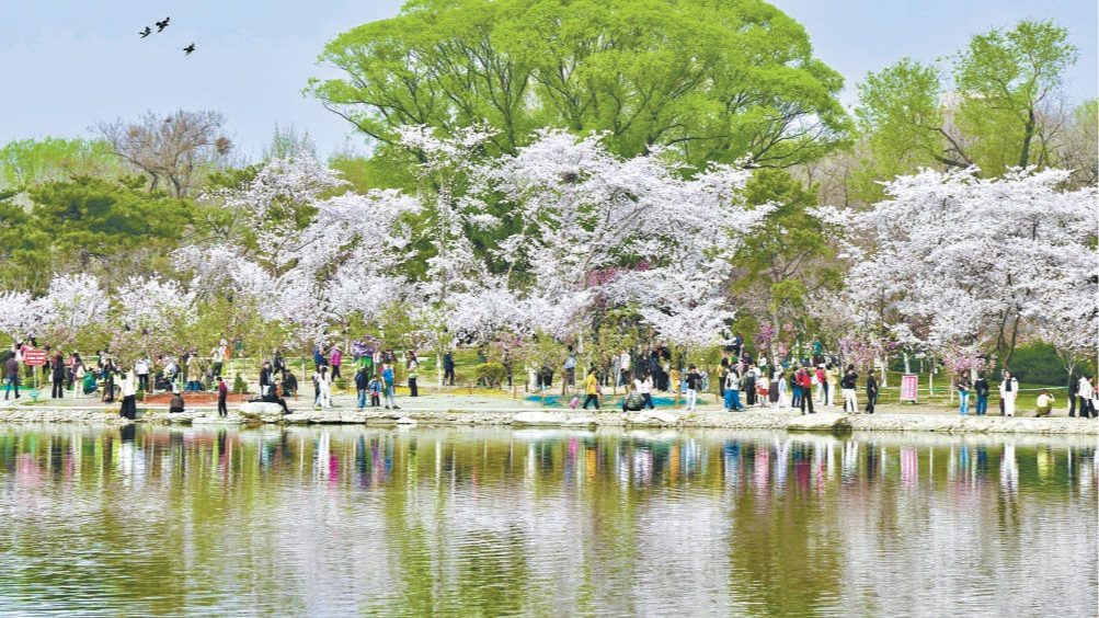 北京市属公园踏青赏花正当时,经典赏花活动接力登场 北京市属公园踏青赏花正当时,经典赏花活动接力登场