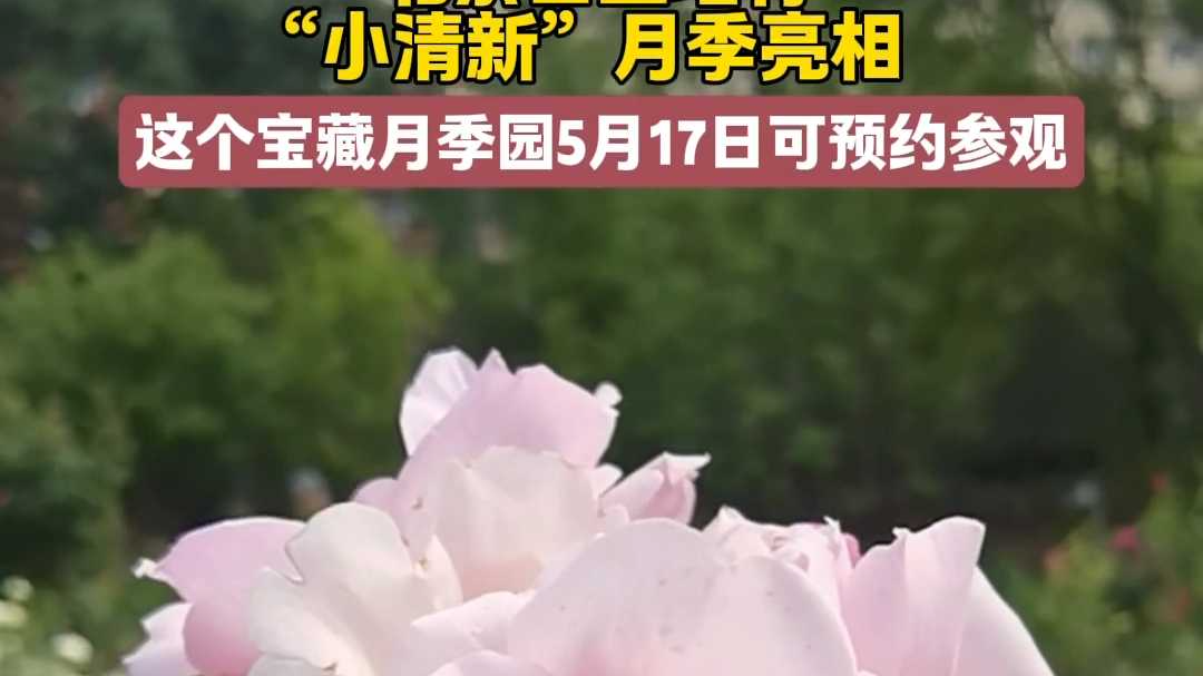 惊艳！北京自主培育“小清新”月季亮相