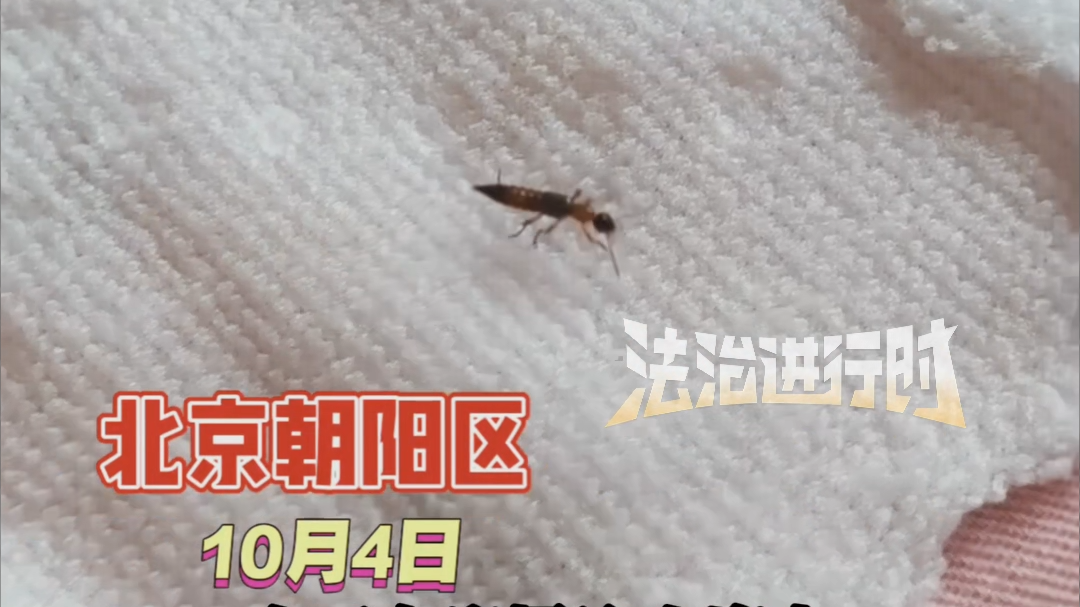北京家里床上发现隐翅虫 又叫\