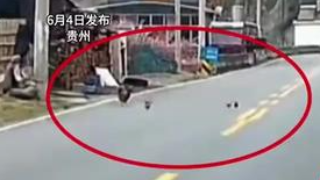 男子开车遇母鸡带幼崽挡路,停车避让后,竟幸运躲过山体垮塌 男子开车遇母鸡带幼崽挡路,停车避让后,竟幸运躲过山体垮塌