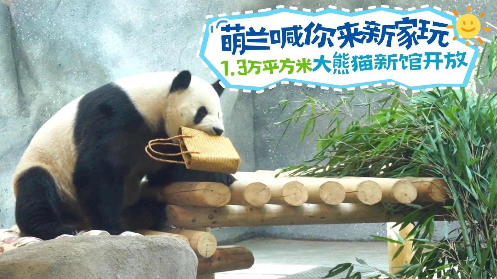 萌兰喊你来新家玩  1.3万平方米大熊猫新馆开放