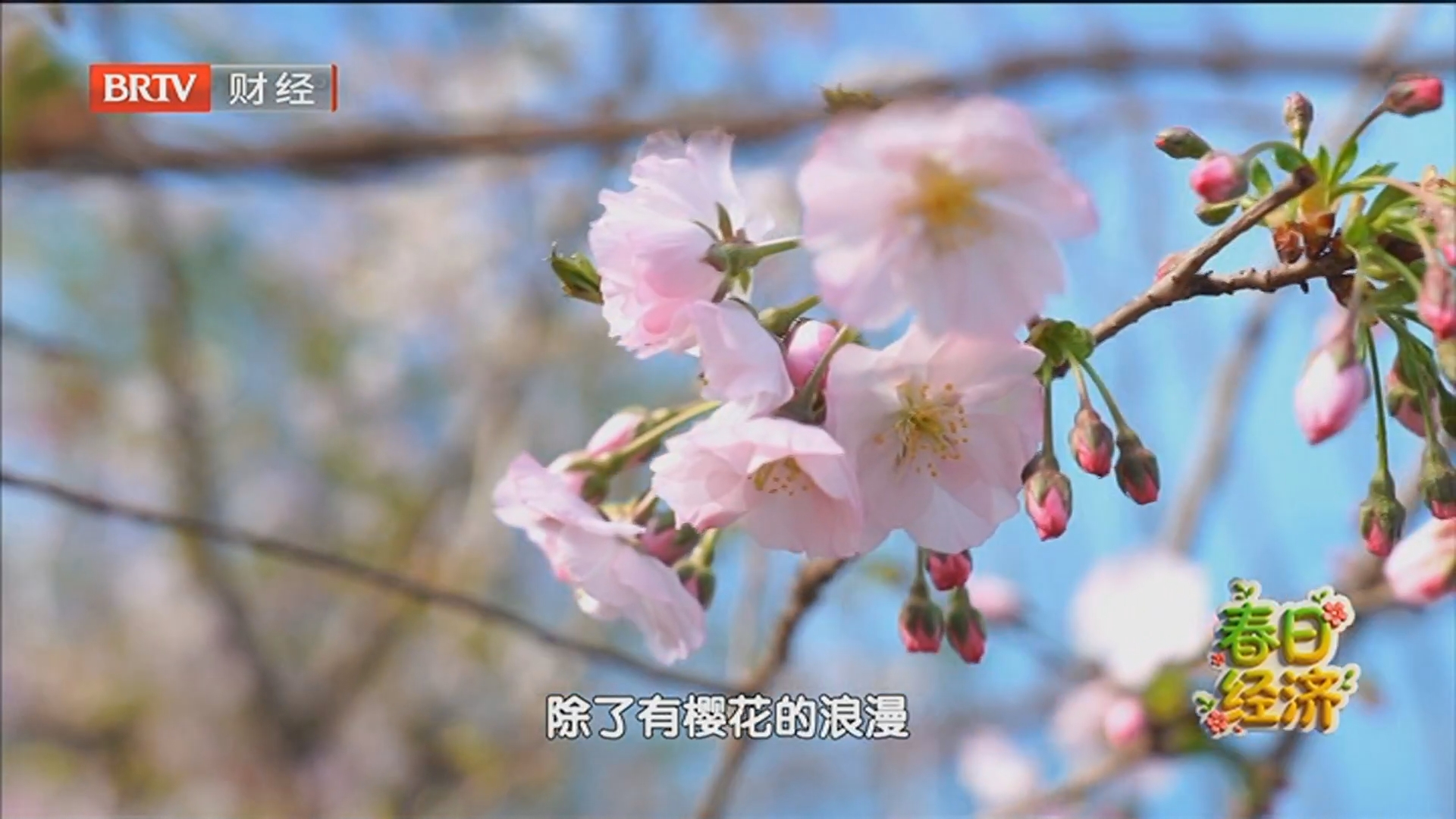 《首都经济报道》20260313早樱初放 山桃盛开 三月北京即将变花海