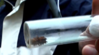 新物种+2 重庆武隆发现两种全新蜘蛛