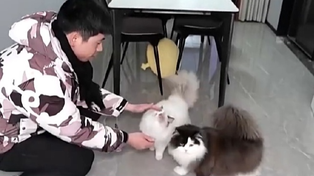 寄养一房难求、上门喂养走红 宠物经济成春节消费亮点 寄养一房难求、上门喂养走红 宠物经济成春节消费亮点