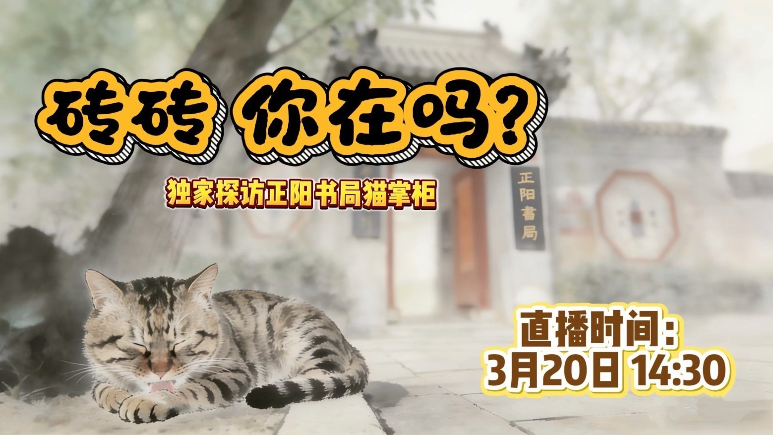 战斗力爆表?云探访正阳书局里的猫掌柜“砖砖” 战斗力爆表?云探访正阳书局里的猫掌柜“砖砖”