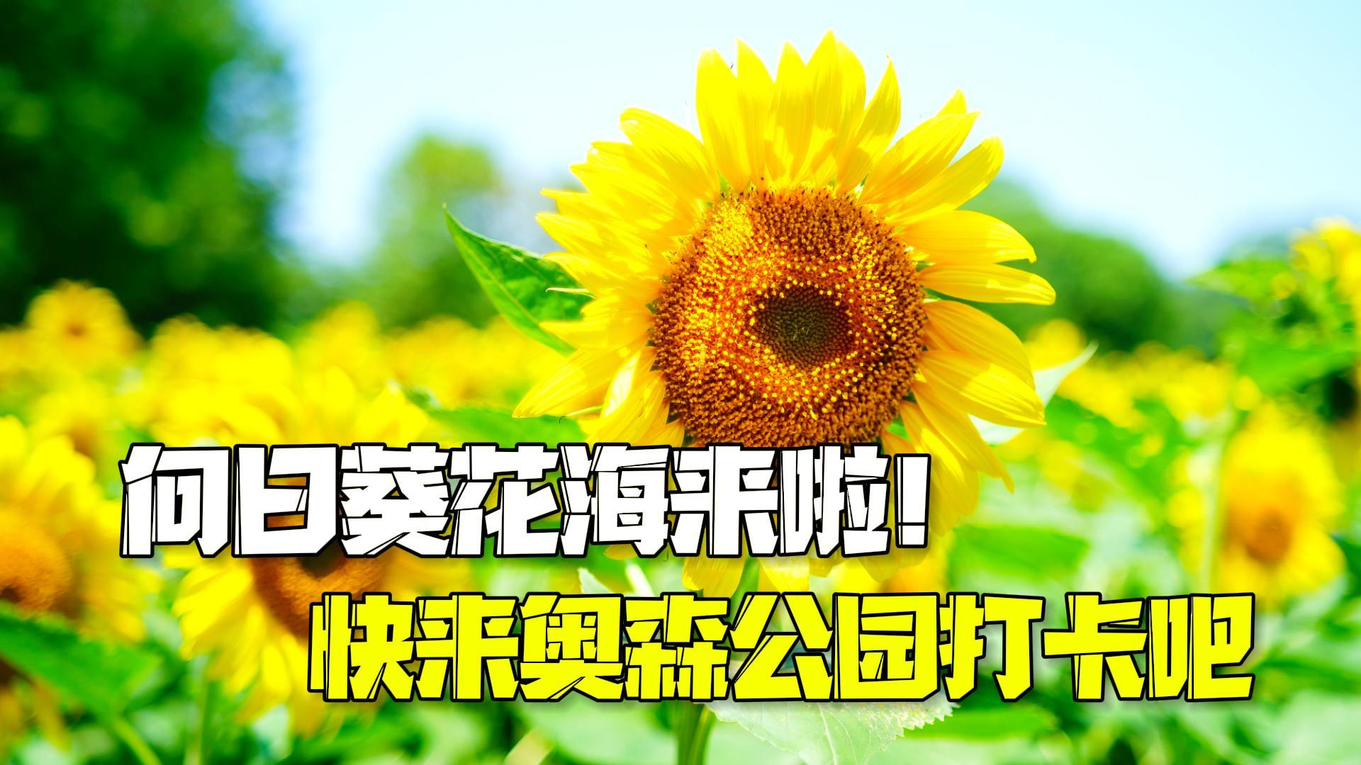 向日葵花海又来啦！快来北京奥森公园打卡吧