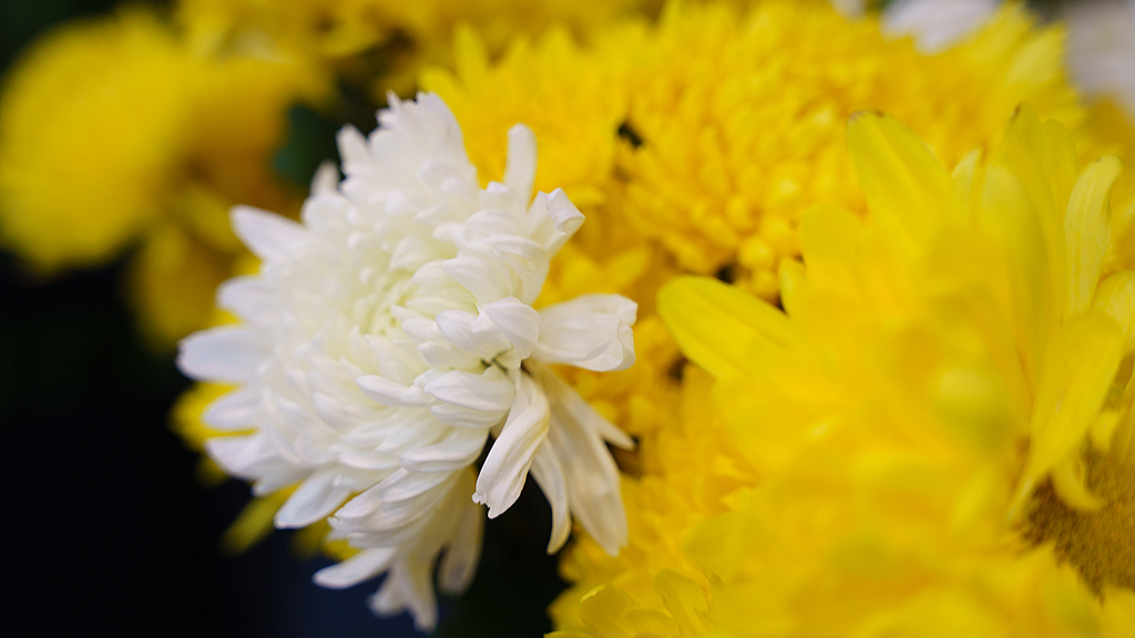 诱导大额充值?莫让铜臭味污染云祭扫 诱导大额充值?莫让铜臭味污染云祭扫