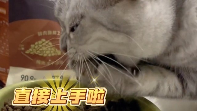 小猫咪吃猫粮吃出超强“偷感”,看四下无人,直接用爪子捧着吃 小猫咪吃猫粮吃出超强“偷感”,看四下无人,直接用爪子捧着吃
