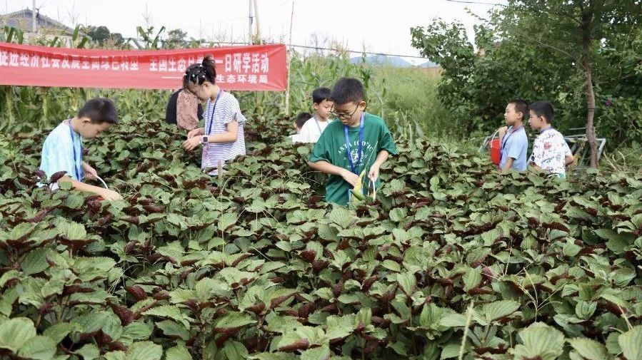 全国生态日！延庆中小学生的环保奇妙之旅~