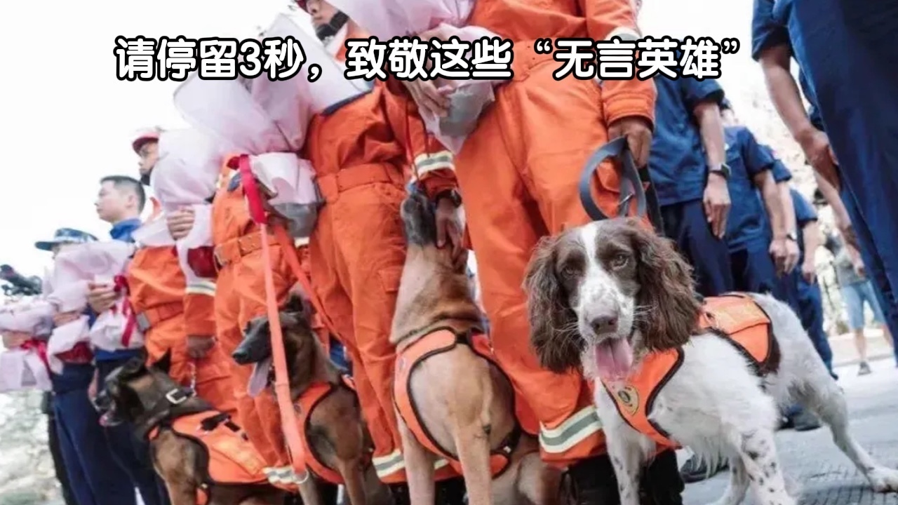 请停留3秒，致敬这些“无言英雄”