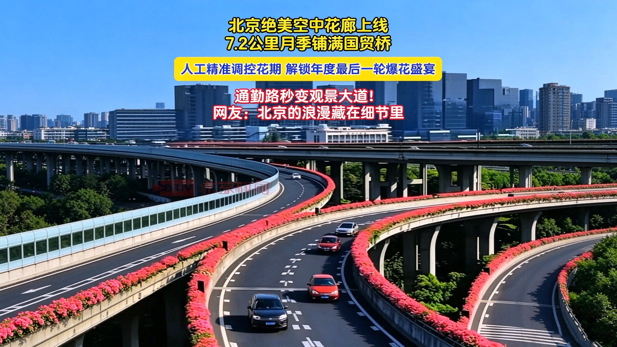 北京绝美空中花廊上线!7.2公里月季铺满国贸桥 北京绝美空中花廊上线!7.2公里月季铺满国贸桥